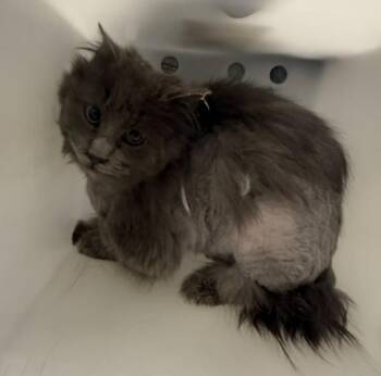 Domestic Long Hair Cats Available for Adoption - Car | PetCurious