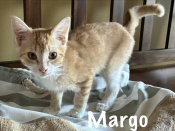 Margo -  Domestic Short Hair Cat for Adoption in Pawleys Island, South Carolina - Margo | PetCurious