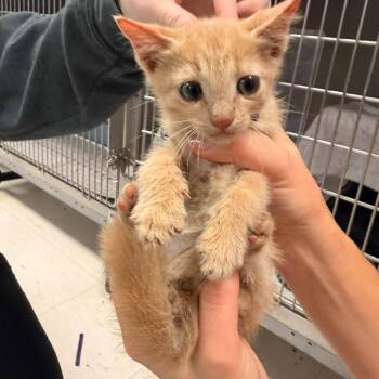 Valencia-C -  Domestic Short Hair Cat for Adoption in East St. Louis, Illinois - Valencia-C | PetCurious