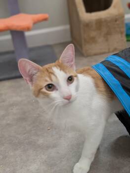 Domestic Short Hair Cats Available for Adoption in Tilton, Illinois - Milo | PetCurious