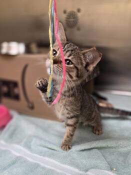 Plum -  Domestic Short Hair Cat for Adoption in Westland, Michigan - Plum | PetCurious
