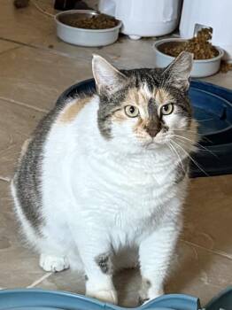 Hazel -  Calico Cat for Adoption in Galesville, Wisconsin - Hazel | PetCurious