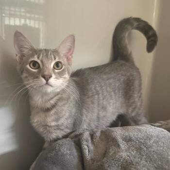 Misty -  Domestic Short Hair Cat for Adoption in Saint Charles, Missouri - Misty | PetCurious