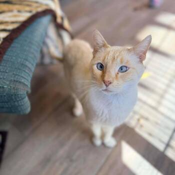 Domestic Short Hair Cats Available for Adoption in Leander, Texas - Gustav | PetCurious