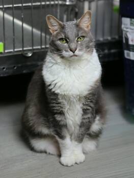 Nala -  Domestic Short Hair Cat Available for Adoption in Lewisburg, Tennessee - Nala | PetCurious