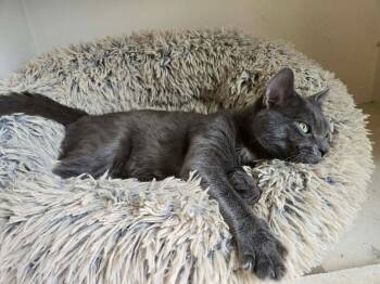 Domestic Short Hair Cats Available for Adoption - GOOSE Fka Herbert | PetCurious