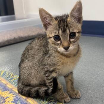 Kail -  Domestic Short Hair Cat for Adoption in West Palm Beach, Florida - Kail | PetCurious