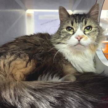 Domestic Long Hair Cats Available for Adoption in Glenwood Springs, Colorado - Ellie | PetCurious