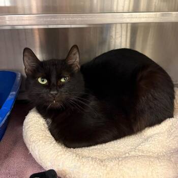 Domestic Short Hair Cats Available for Adoption in Springfield, Illinois - Sox | PetCurious