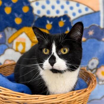 Beanie -  Domestic Short Hair Cat for Adoption in Riverwoods, Illinois - Beanie | PetCurious