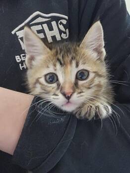 Domestic Short Hair Cats Available for Adoption in Kennewick, Washington - Sprinkle | PetCurious
