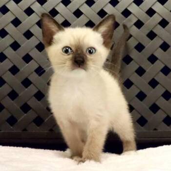 Lil Dan -  Siamese Cat for Adoption in Fort Davis, Texas - Lil Dan | PetCurious