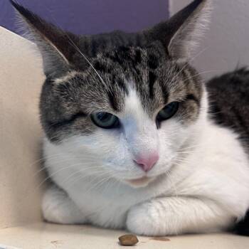 Domestic Long Hair Cats Available for Adoption - Lil Bit | PetCurious