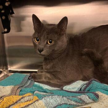 Cosmo -  Domestic Short Hair Cat for Adoption in Council Bluffs, Iowa - Cosmo | PetCurious