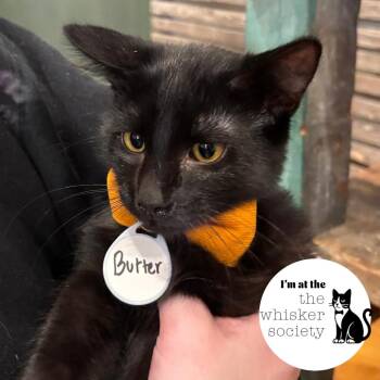 Butter -  Domestic Short Hair Cat for Adoption in West Allis, Wisconsin - Butter | PetCurious
