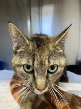 Domestic Short Hair Cats Available for Adoption - Emmy (Sofia) | PetCurious