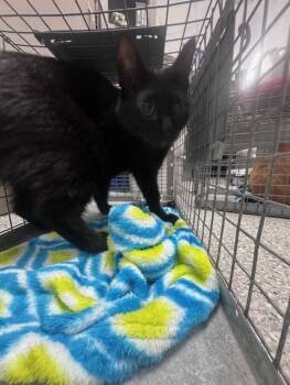 Rescue Domestic Short Hair Cats for Adoption in Pasadena, Texas - STORMY | PetCurious