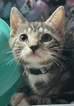 Fig -  Domestic Short Hair Cat for Adoption in Havertown, Pennsylvania - Fig | PetCurious
