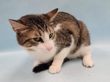 Kyro -  Domestic Short Hair Cat for Adoption in Golden Valley, Minnesota - Kyro | PetCurious