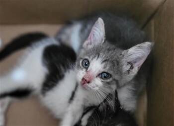 POTATO -  Domestic Medium Hair Cat for Adoption in Dallas, Texas - POTATO | PetCurious