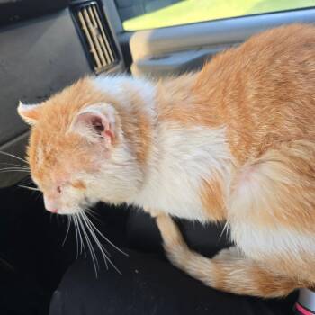 Home Boy -  Domestic Short Hair Cat for Adoption in Enid, Oklahoma - Home Boy | PetCurious