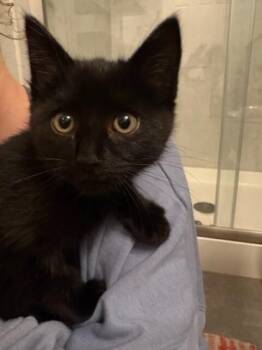 Stirling -  Domestic Short Hair Cat for Adoption in Fort Collins, Colorado - Stirling | PetCurious