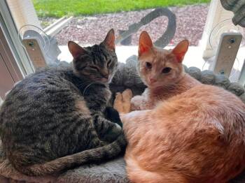 Spruce & Cedar -  Domestic Short Hair Cat for Adoption in Manhattan, Kansas - Spruce & Cedar | PetCurious