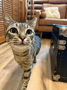 Jill Simpson -  Tabby and Domestic Short Hair Cat for Adoption in Friendswood, Texas - Jill Simpson | PetCurious