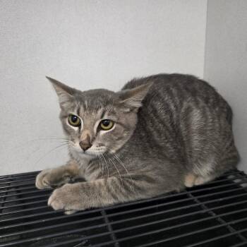 Cory -  Domestic Short Hair Cat for Adoption in Duncan, Oklahoma - Cory | PetCurious