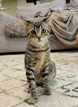 Shafer -  Tabby and Domestic Short Hair Cat for Adoption in Lombard, Illinois - Shafer | PetCurious