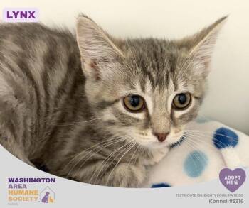 Lynx -  Domestic Short Hair Cat for Adoption in Eighty Four, Pennsylvania - Lynx | PetCurious