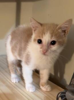 Pinky -  Domestic Short Hair Cat for Adoption in East Hanover, New Jersey - Pinky | PetCurious