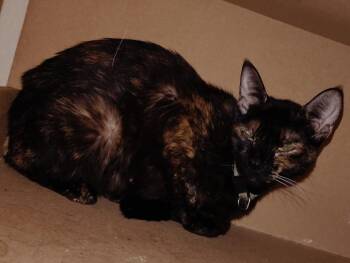 Sabrina -  Domestic Short Hair Cat for Adoption in San Jacinto, California - Sabrina | PetCurious