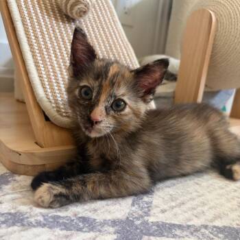 Mona -  Domestic Short Hair Cat for Adoption in Elfin Forest, California - Mona | PetCurious