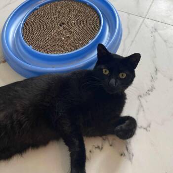 Lusine - in foster home -  Domestic Short Hair Cat for Adoption in Myrtle Beach, South Carolina - Lusine - In Foster Home | PetCurious