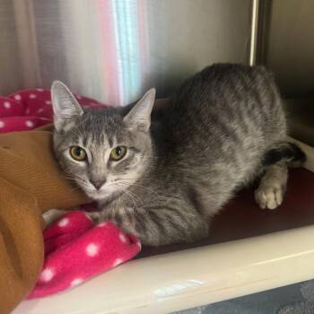 KIKI -  Domestic Short Hair Cat for Adoption in Kyle, Texas - KIKI | PetCurious