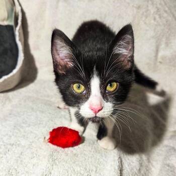MooMoo -  Domestic Short Hair Cat for Adoption in San Diego, California - MooMoo | PetCurious