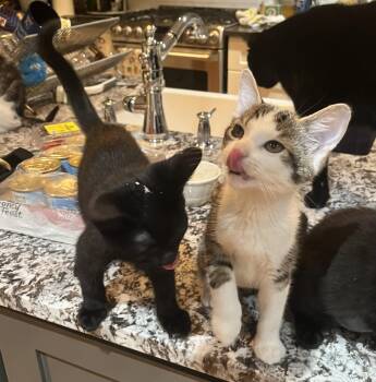 Silvio and Liliana -  Domestic Short Hair Cat for Adoption in Lenexa, Kansas - Silvio And Liliana | PetCurious