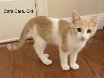 Cara Cara -  Domestic Short Hair Cat for Adoption in Scottsdale, Arizona - Cara Cara | PetCurious