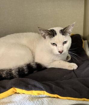 Four -  Domestic Short Hair Cat for Adoption in Vallejo, California - Four | PetCurious