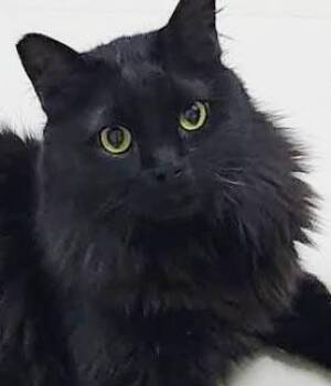 Matur is a licorice mush - ULTRA EXOTIC LOVER - VIDEO - EMERGENC -  Maine Coon and Himalayan Cat for Adoption in Bedford Hills, New York - Matur Is A Licorice Mush - ULTRA EXOTIC LOVER - VIDEO - EMERGENC | PetCurious