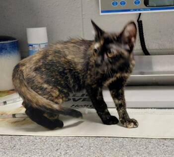 Artemis -  Domestic Short Hair Cat for Adoption in Henderson, North Carolina - Artemis | PetCurious