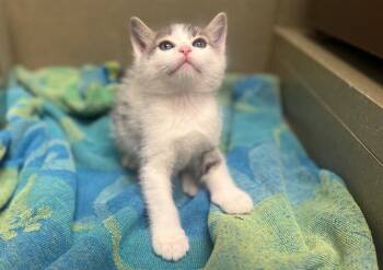 Domestic Long Hair and Domestic Short Hair Cats Available for Adoption in Moreno Valley, California - A550603 | PetCurious