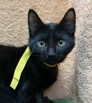 Ivan - KBC -  Domestic Short Hair Cat for Adoption in Dublin, Ohio - Ivan - KBC | PetCurious