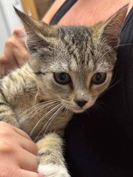 Gracie -  Domestic Short Hair Cat for Adoption in Thurmont, Maryland - Gracie | PetCurious
