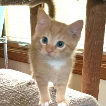 Benji -  Domestic Short Hair Cat for Adoption in Dekalb, Illinois - Benji | PetCurious