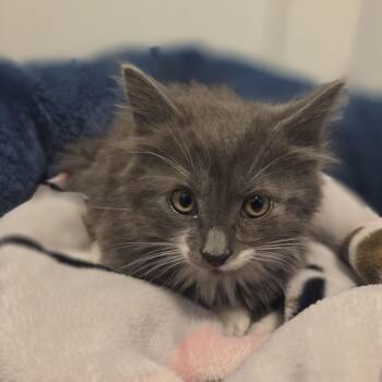Russian Blue Cats Available for Adoption in Bayonne, New Jersey - Jasper | PetCurious
