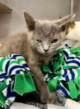 Chex -  Domestic Short Hair Cat for Adoption in Moundsville, West Virginia - Chex | PetCurious