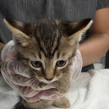 Sunny -  Domestic Short Hair Cat for Adoption in Newark, New Jersey - Sunny | PetCurious