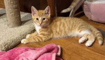 Nacho -  Domestic Short Hair Cat for Adoption in Williamsville, New York - Nacho | PetCurious